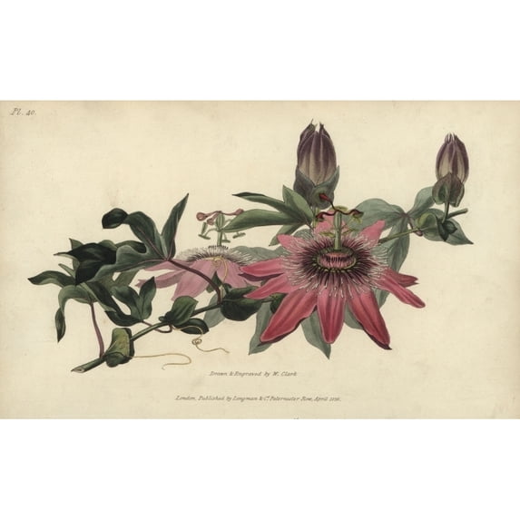 Whitley'S Hybrid Passionflower, Passiflora Caerulea-Racemosa Poster Print By ® Florilegius Mary Evans (36 X 24)
