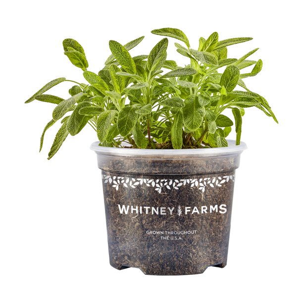 Whitney Farms, Golden Leaf Sage, Live Plant, 25 oz.