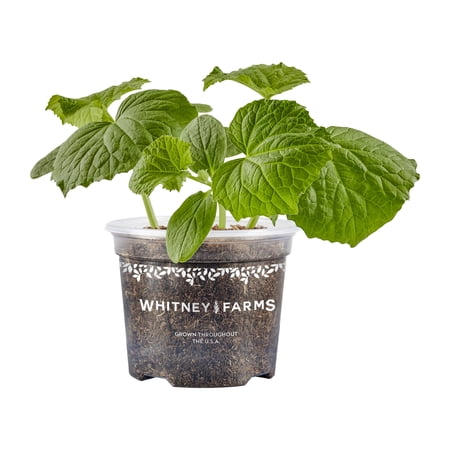 Whitney Farms Peticue Cucumber, Live Plant, 25 oz.