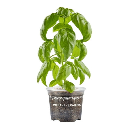 Whitney Farms Prospera Basil, Live Plant, 25 oz.