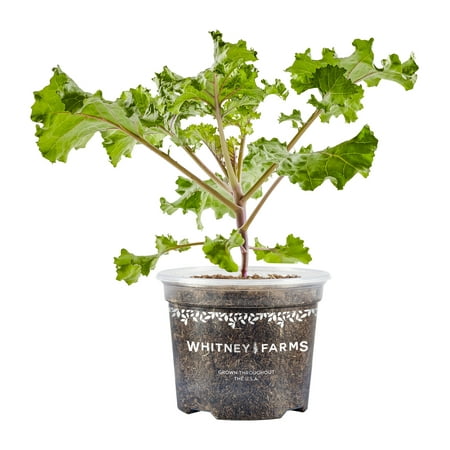 Whitney Farms Rainbow Candy Crush Kale, Live Plant, 25 oz.
