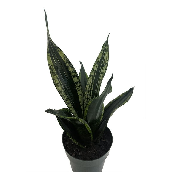 Whitney Snake Plant - Sanseveria - Almost Impossible to kill - 6" Pot