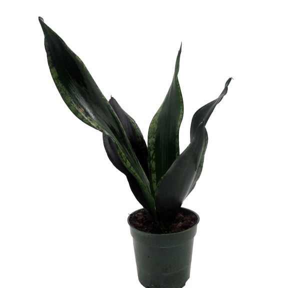 Whitney Snake Plant - Sansevieria - Impossible to kill! - 4" Pot