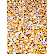 Whole Corn Raw Cleaned Animal Feed Arts Crafts Squirrel Birds Chicken Animal