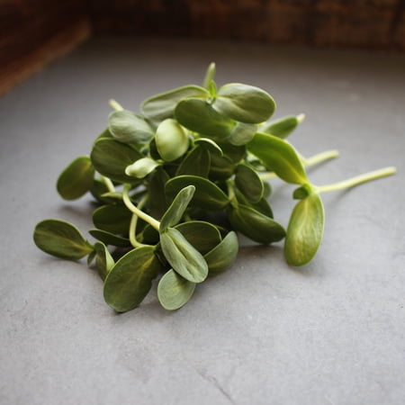 Whole Sunflower Sprouting Seeds: 5 Gram Packet ~250 Seeds - Black Oil Sun Flower Seeds (Shell On): Microgreens, Sprouts, Flower Gardening - Sun Flower