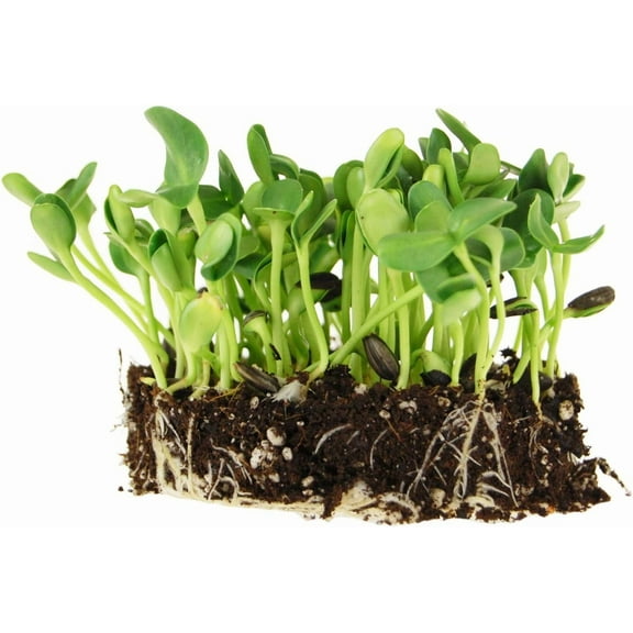 Whole Sunflower Sprouting Seeds: 5 Lb Seeds - Black Oil Sun Flower Seeds (Shell On): Microgreens, Sprouts, Flower Gardening - Sun Flower