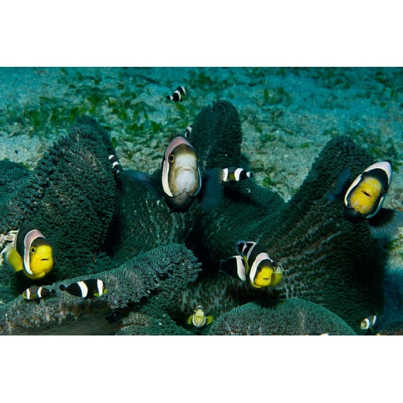 Whole family of clownfish in dark grey anemone, Komodo, Indonesia Poster Print by Mathieu Meur/Stocktrek Images (17 x 11)