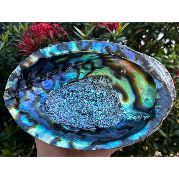 Wholesale Jumbo Abalone Shell, 7-8" Seashell Incense Burner, Smudge Bowl for Holding Smudge Sticks, Incense, Crafts, Display (1 shell)