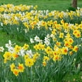 thumbnail image 1 of Wholesale Mixed Daffodil Flower Bulbs - 500+ Bulbs per Pack - Deer Resistant - Good as Cut Flowers - Naturalizing - Perennializing - Grow Indoors or Outdoors – Easy to Grow Live Plant Garden, 1 of 6