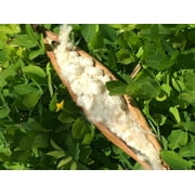 Wholesale Natural Kapok Fill for Pillows, Crafts, Cushions 250 lb