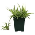 Wholesale Square Nursery Pot 1 Gallon Plastic Planters for Outdoor