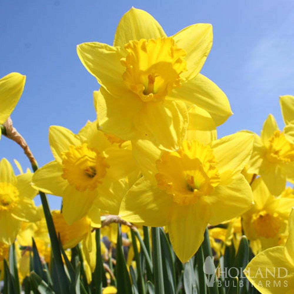 Breck's Yellow King Alfred Daffodil Bulbs Bagged 100-Pack in the Plant  Bulbs department at