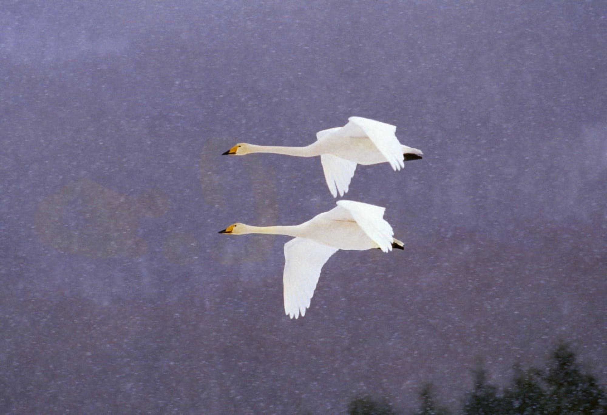 Whooper Swans Flying In Falling Snow Canvas Art - Natural Selection Anita Weiner Design Pics (36 x 24)
