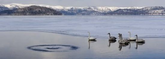Whooper swans (Cygnus cygnus) on frozen lake Lake Kussharo Akan National Park Hokkaido Japan Canvas Art - Panoramic Images (36 x 13)