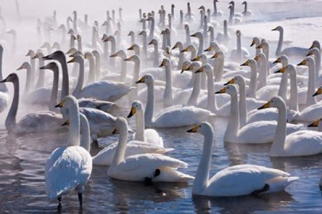 Whooper swans Hokkaido Japan Canvas Art - Art Wolfe DanitaDelimont (26 x 18)
