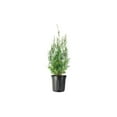thumbnail image 1 of Wichita Blue Juniper  1 Live Gallon Size Tree  Juniperus Scopulorum  Evergreen Screening Hedging Plant, 1 of 8
