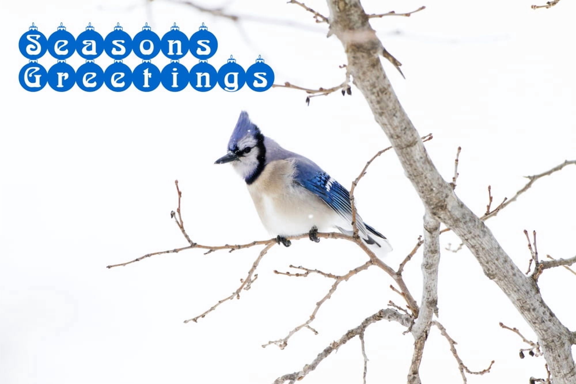 Wichita County Texas Blue Jay (Cyanocitta Cristata) adult feeding in snow Canvas Art - Larry Ditto Danita Delimont (17 x 11)