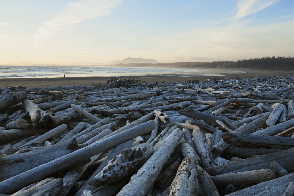 Wickanninish Beach Pacific Rim National Park Vancouver Island British Columbia Canada Canvas Art - Carl Bruemmer Design Pics (19 x 12)