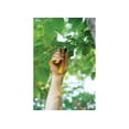 thumbnail image 1 of HAND PRUNER, 1 of 2