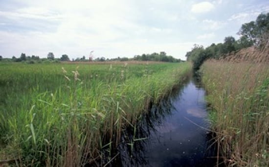 Wicken Fen Cambridgeshire England Canvas Art - Nik Wheeler DanitaDelimont (36 x 22)