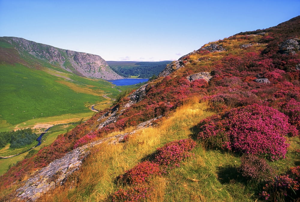 Wicklow Way Co Wicklow Ireland Long Distance Walking Trail Near Luggala Canvas Art - The Irish Image Collection Design Pics (36 x 24)
