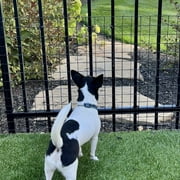 Wide Gap Barrier Dog Fence Kit - 50 ft / 42" Tall