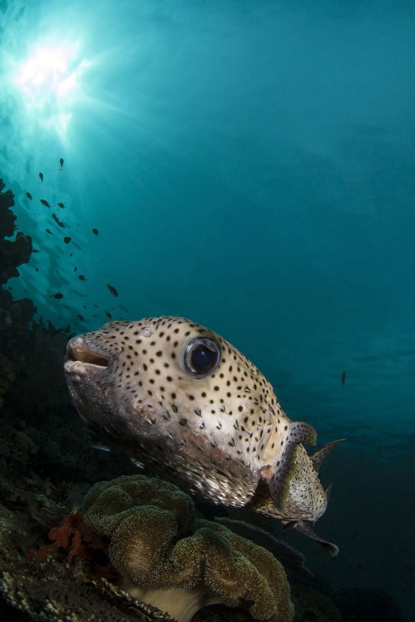 Wide-angle image of pufferfish Raja Ampat Indonesia Canvas Art - Todd WinnerStocktrek Images (12 x 18)