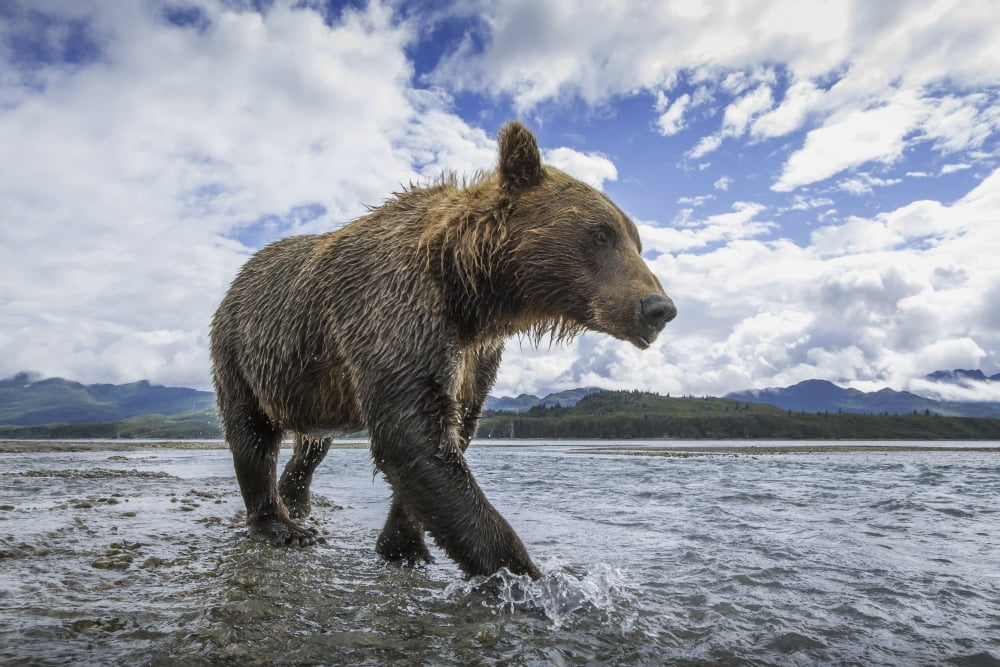 Wide angle view of Coastal Brown Bear (Ursus arctos) walking along salmon spawning stream along Kukak Bay Katmai National Park Southwest Alaska Canvas Art - Paul Souders Design Pics (38 x 24)