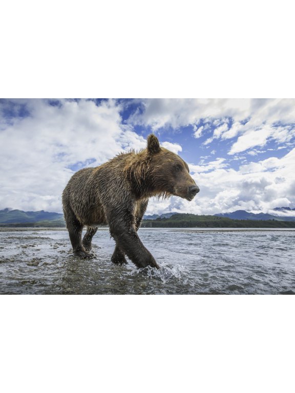 Wide angle view of Coastal Brown Bear (Ursus arctos) walking along salmon spawning stream along Kukak Bay Katmai National Park Southwest Alaska Canvas Art - Paul Souders Design Pics (38 x 24)