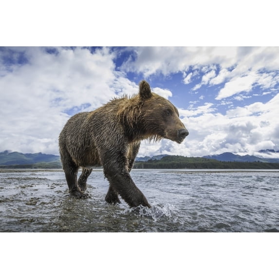 Wide angle view of Coastal Brown Bear walking along salmon spawning stream along Kukak Bay Katmai National Park Southw 1