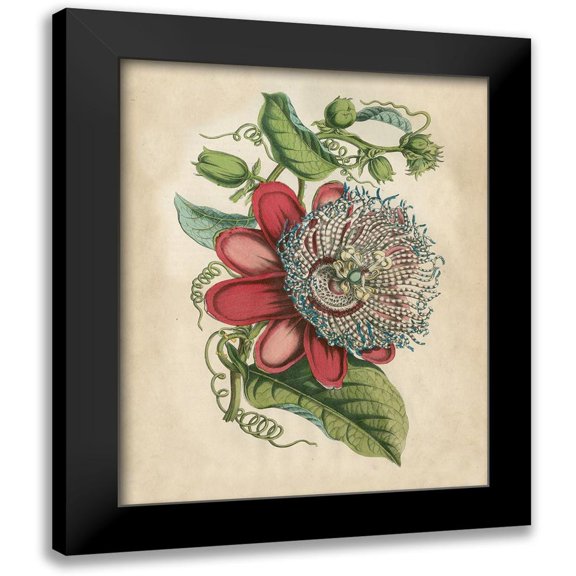 Wiek, John 15x18 Black Modern Framed Museum Art Print Titled - Tropical Beauty I