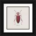 thumbnail image 1 of Wiens, James 12x12 Black Ornate Wood Framed with Double Matting Museum Art Print Titled - Adorning Coleoptera VI Sq Claret, 1 of 4