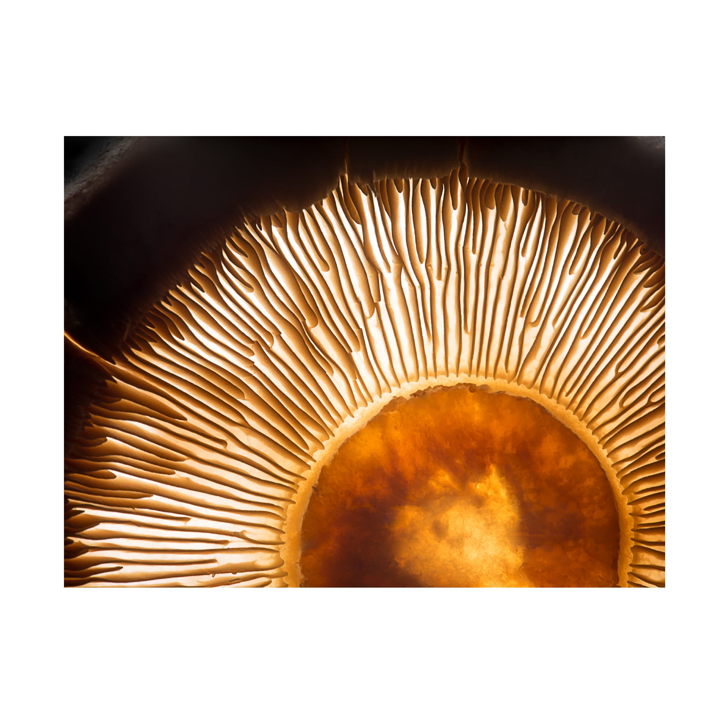 Wieteke De Kogel 'Portobello Mushroom' Canvas Art