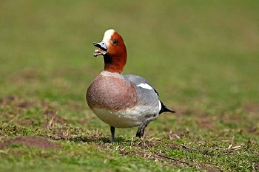 Wigeon bird walking on grass England UK Canvas Art - David Slater DanitaDelimont (17 x 11)