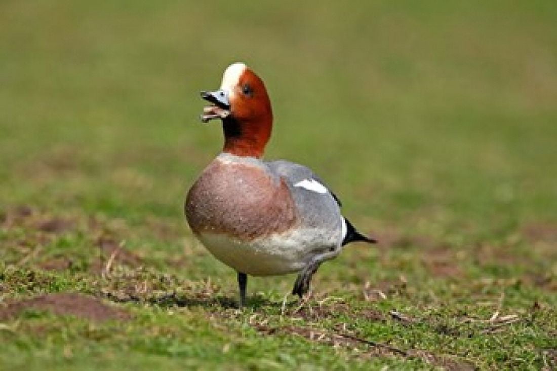 Wigeon bird walking on grass England UK Canvas Art - David Slater DanitaDelimont (34 x 23)