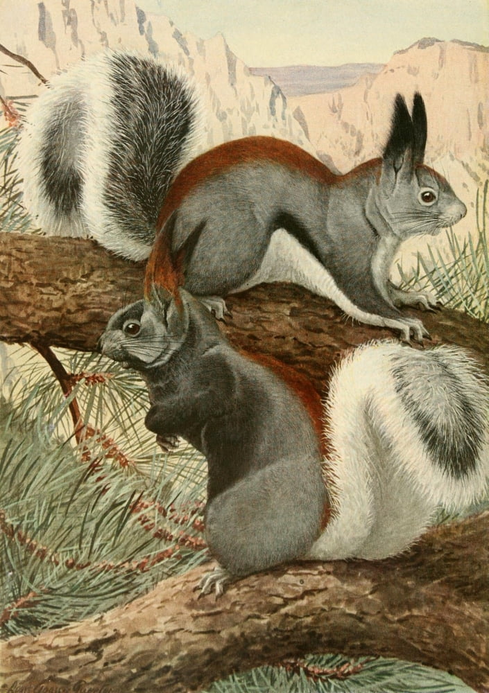 Wild Animals of N America 1918 Abert & Kaibab Squirrels Canvas Art - LA Fuertes (18 x 24)