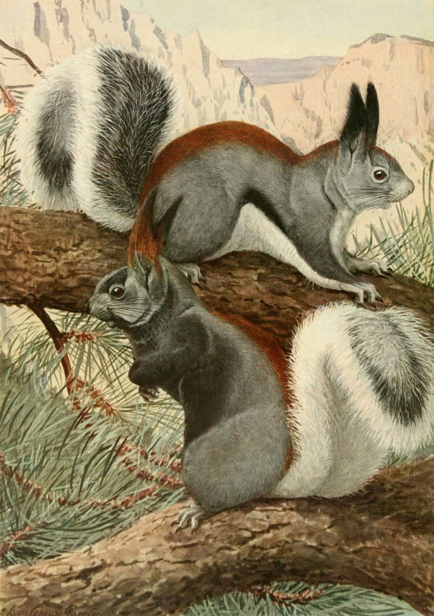 Wild Animals of N America 1918 Abert & Kaibab Squirrels Canvas Art - LA Fuertes (24 x 36)