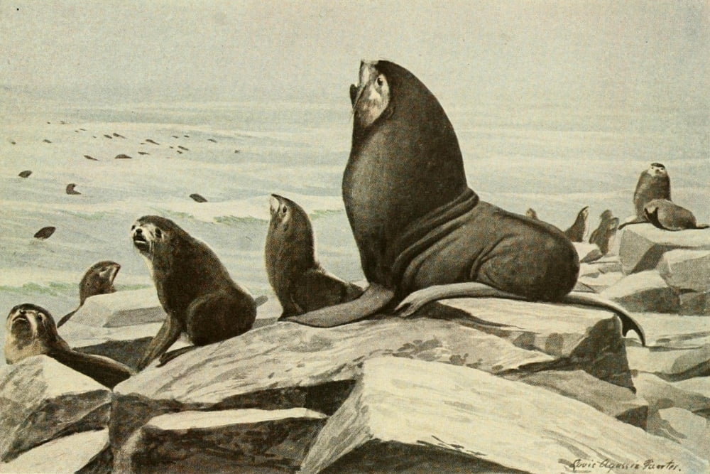 Wild Animals of N America 1918 Alaska Fur Seal Canvas Art - LA Fuertes (18 x 24)