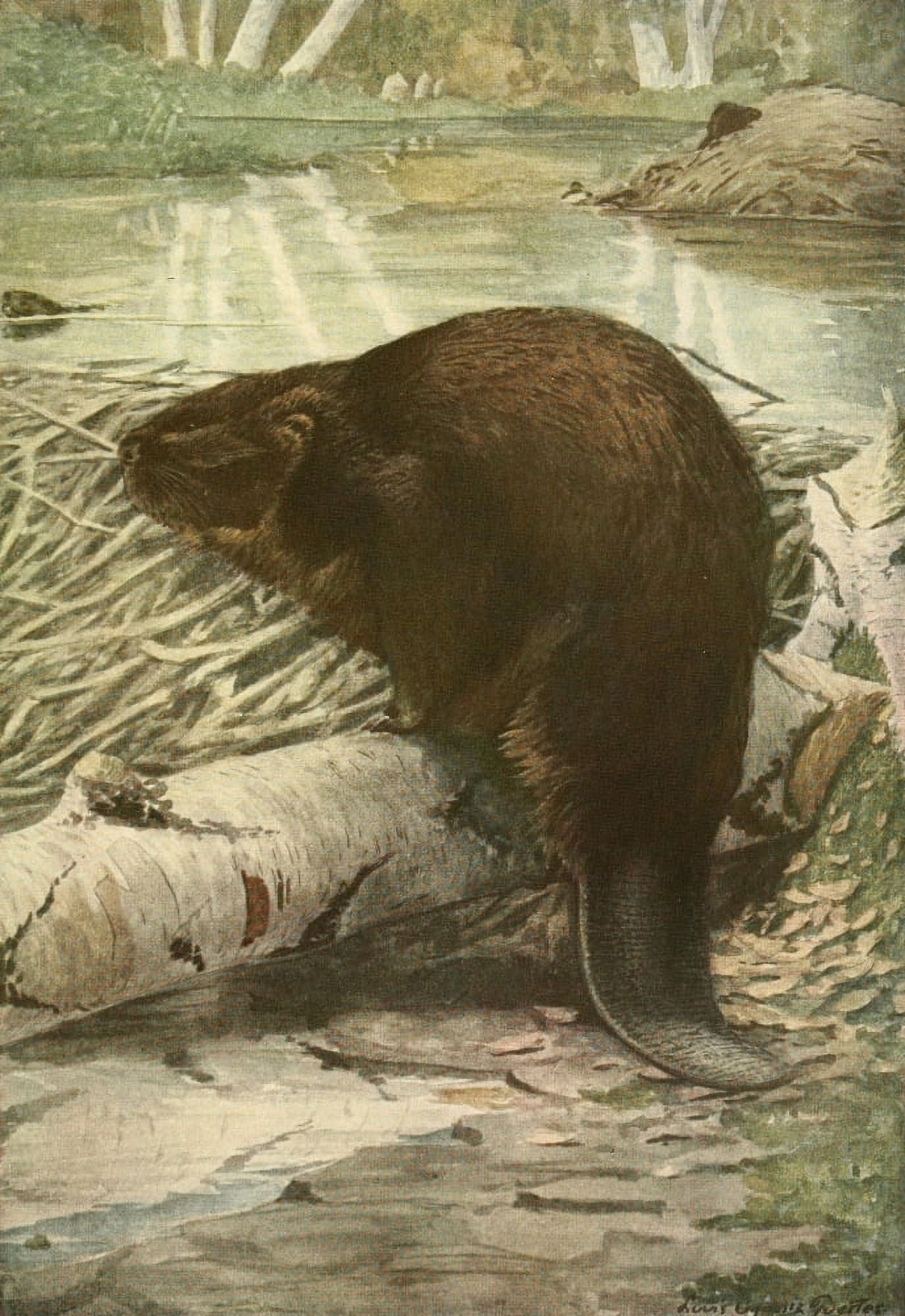 Wild Animals of N America 1918 American Beaver Canvas Art - LA Fuertes (18 x 24)