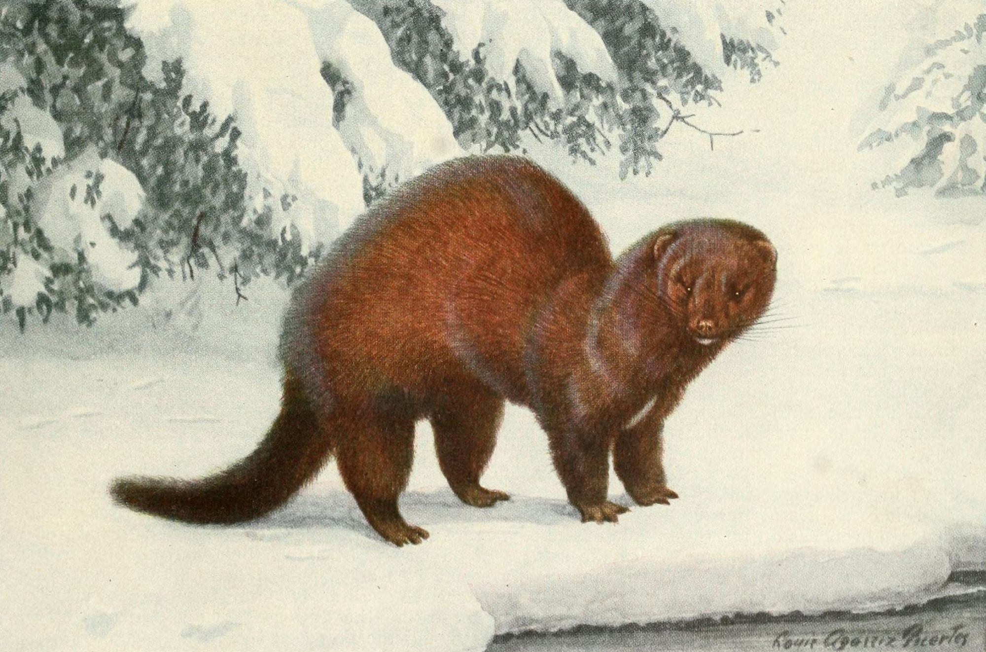 Wild Animals of N America 1918 American Mink Canvas Art - LA Fuertes (18 x 24)