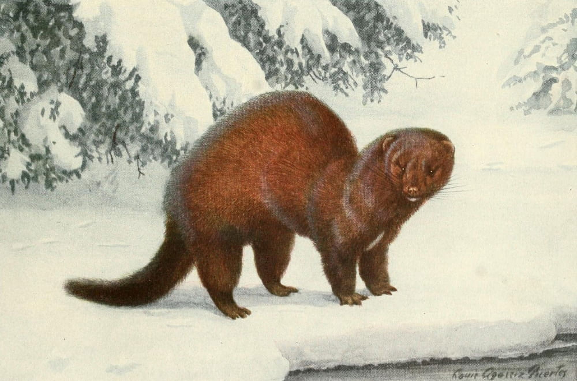 Wild Animals of N America 1918 American Mink Canvas Art - LA Fuertes (24 x 36)