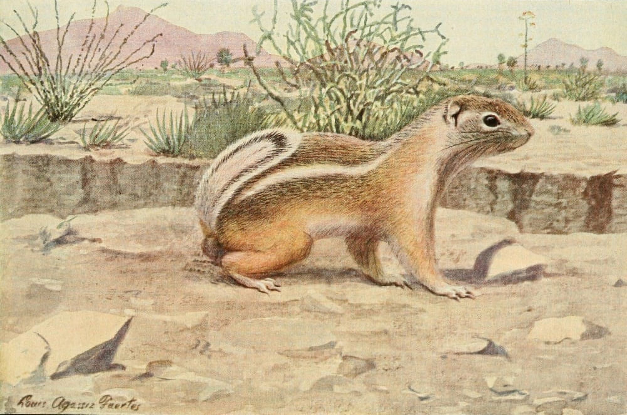 Wild Animals of N America 1918 Antelope Chipmunk Canvas Art - LA Fuertes (24 x 36)