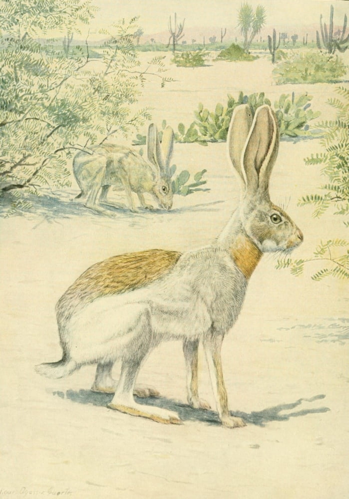 Wild Animals of N America 1918 Antelope Jack Rabbit Canvas Art - LA Fuertes (24 x 36)