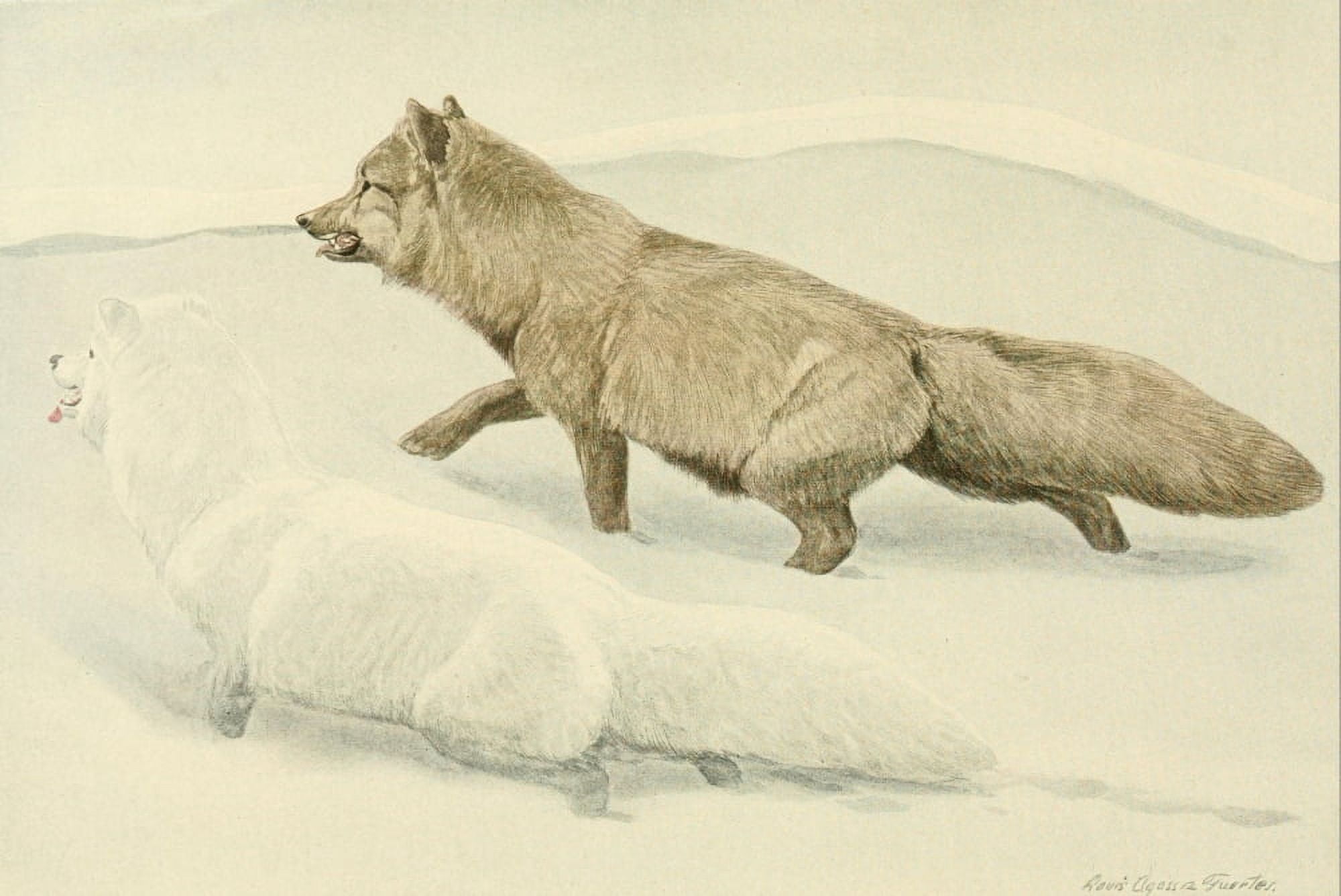 Wild Animals of N America 1918 Arctic Foxes Canvas Art - LA Fuertes (24 x 36)