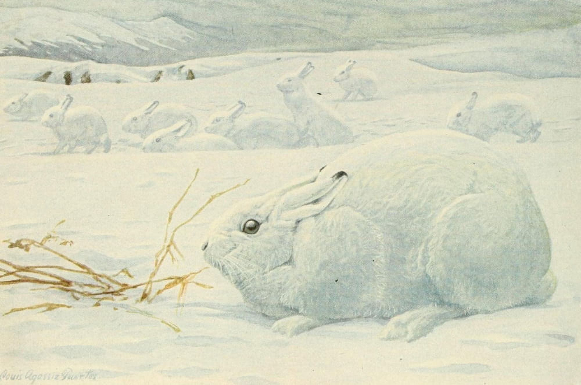 Wild Animals of N America 1918 Arctic Hare Canvas Art - LA Fuertes (18 x 24)