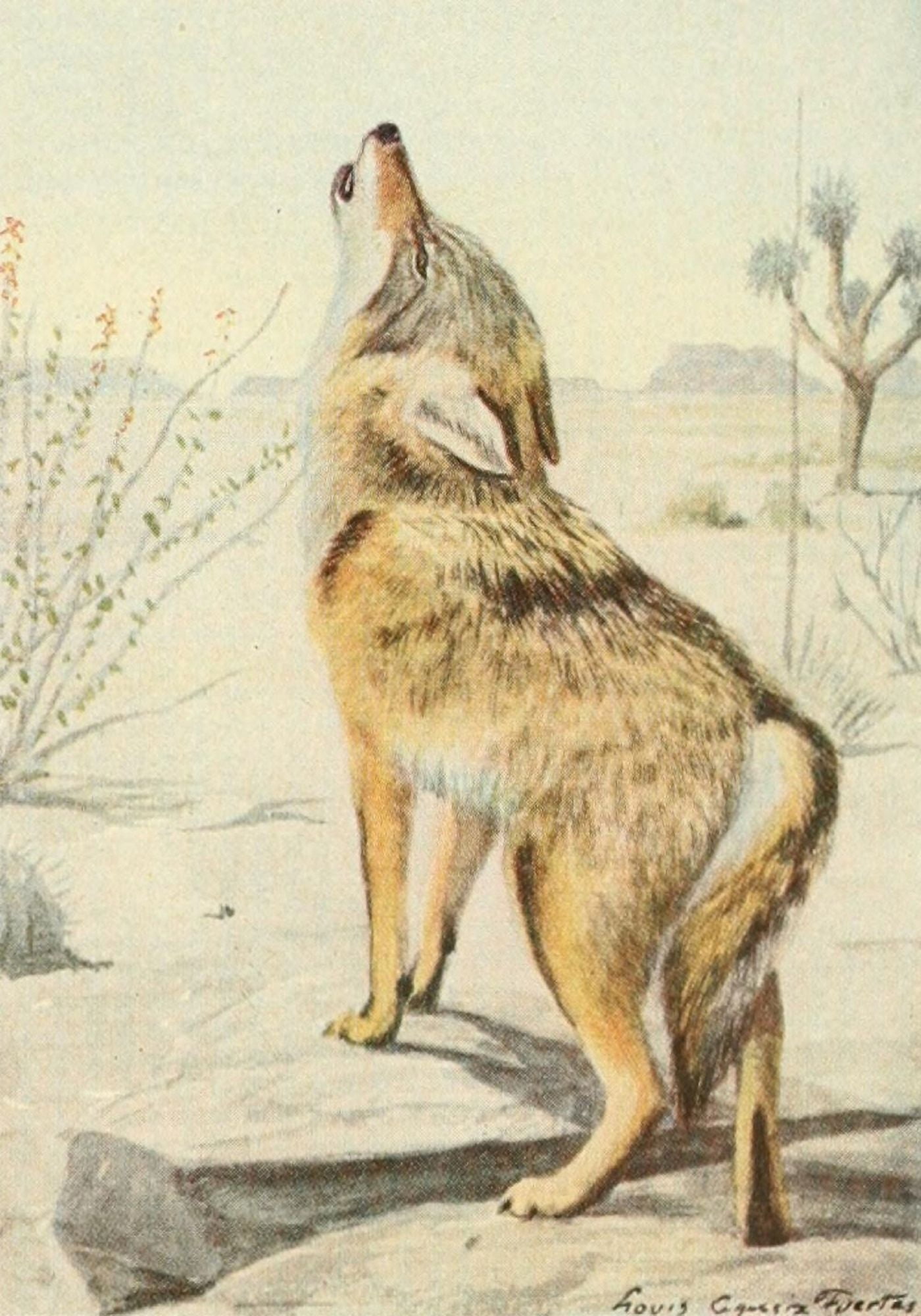Wild Animals of N America 1918 Arizona Coyote Canvas Art - LA Fuertes (24 x 36)