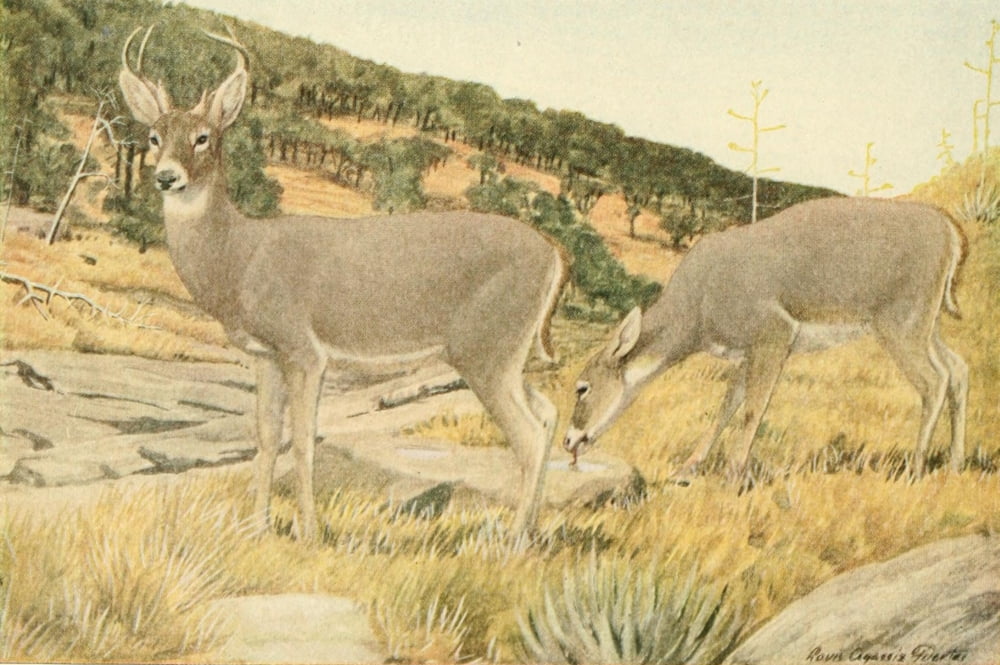 Wild Animals of N America 1918 Arizona White-tailed Deer Canvas Art - LA Fuertes (18 x 24)