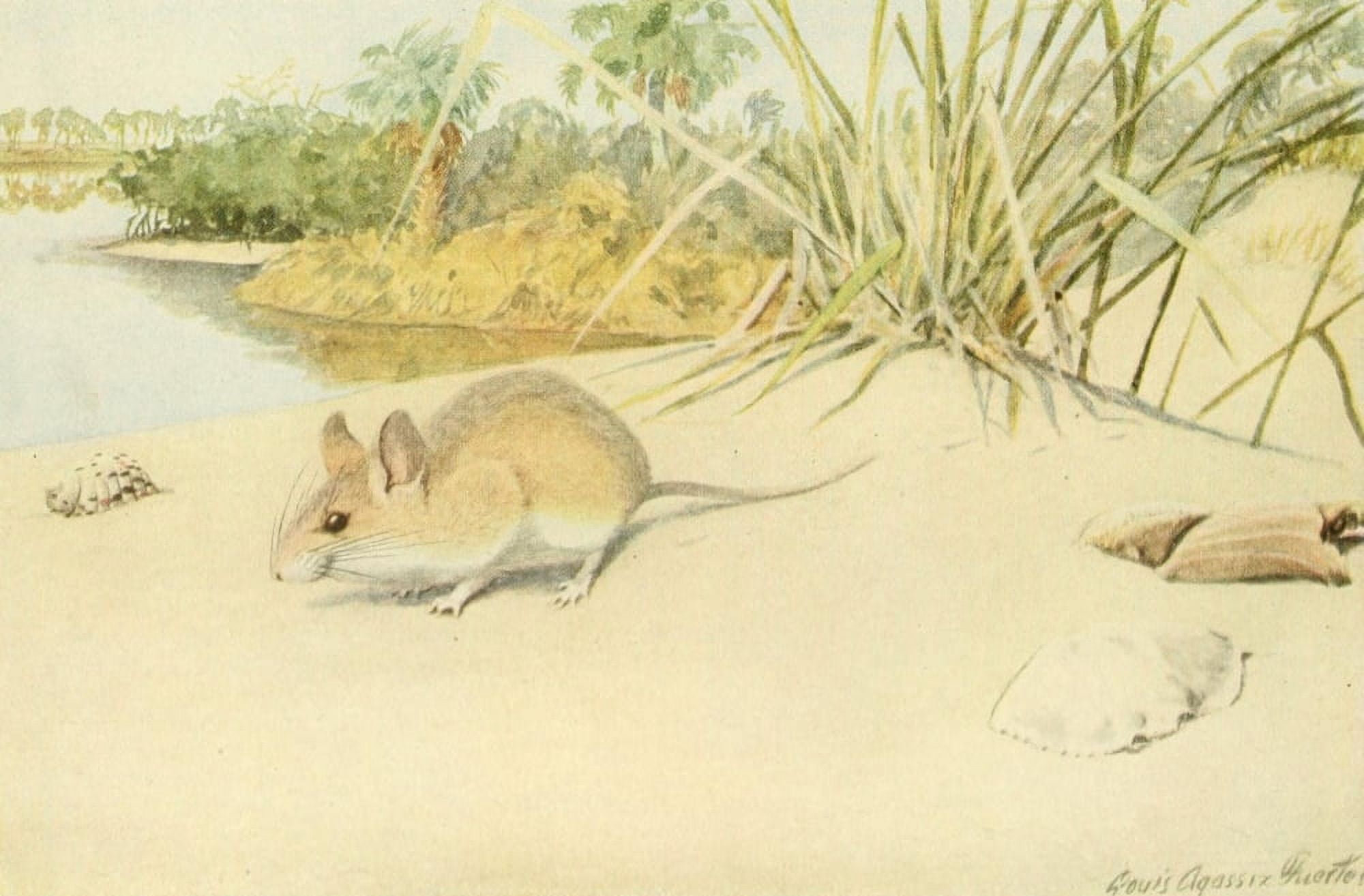 Wild Animals of N America 1918 Beach Mouse Canvas Art - LA Fuertes (18 x 24)