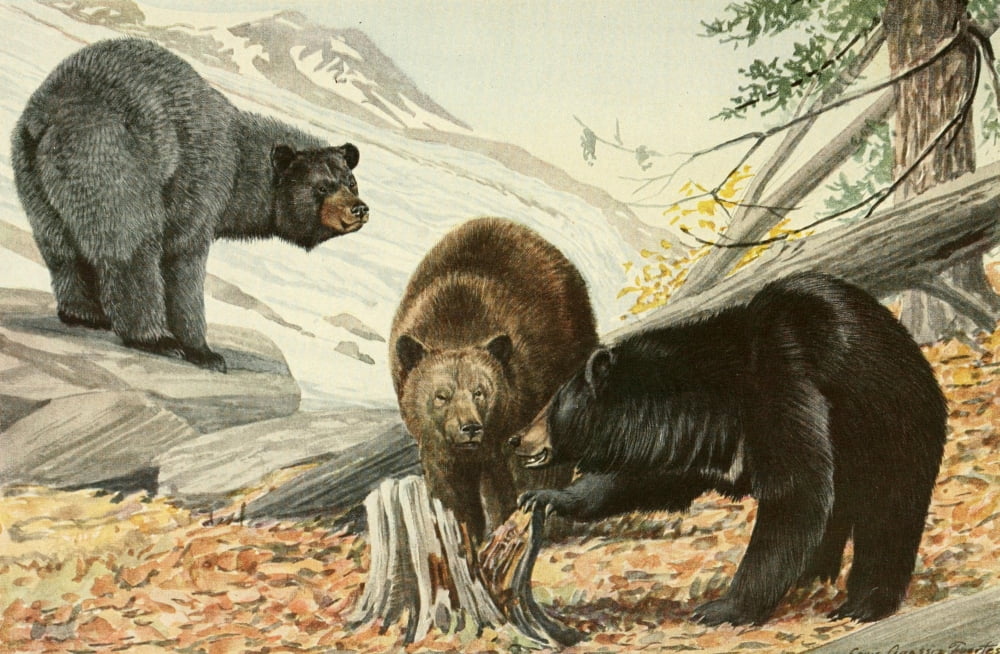 Wild Animals of N America 1918 Bears Canvas Art - LA Fuertes (18 x 24)