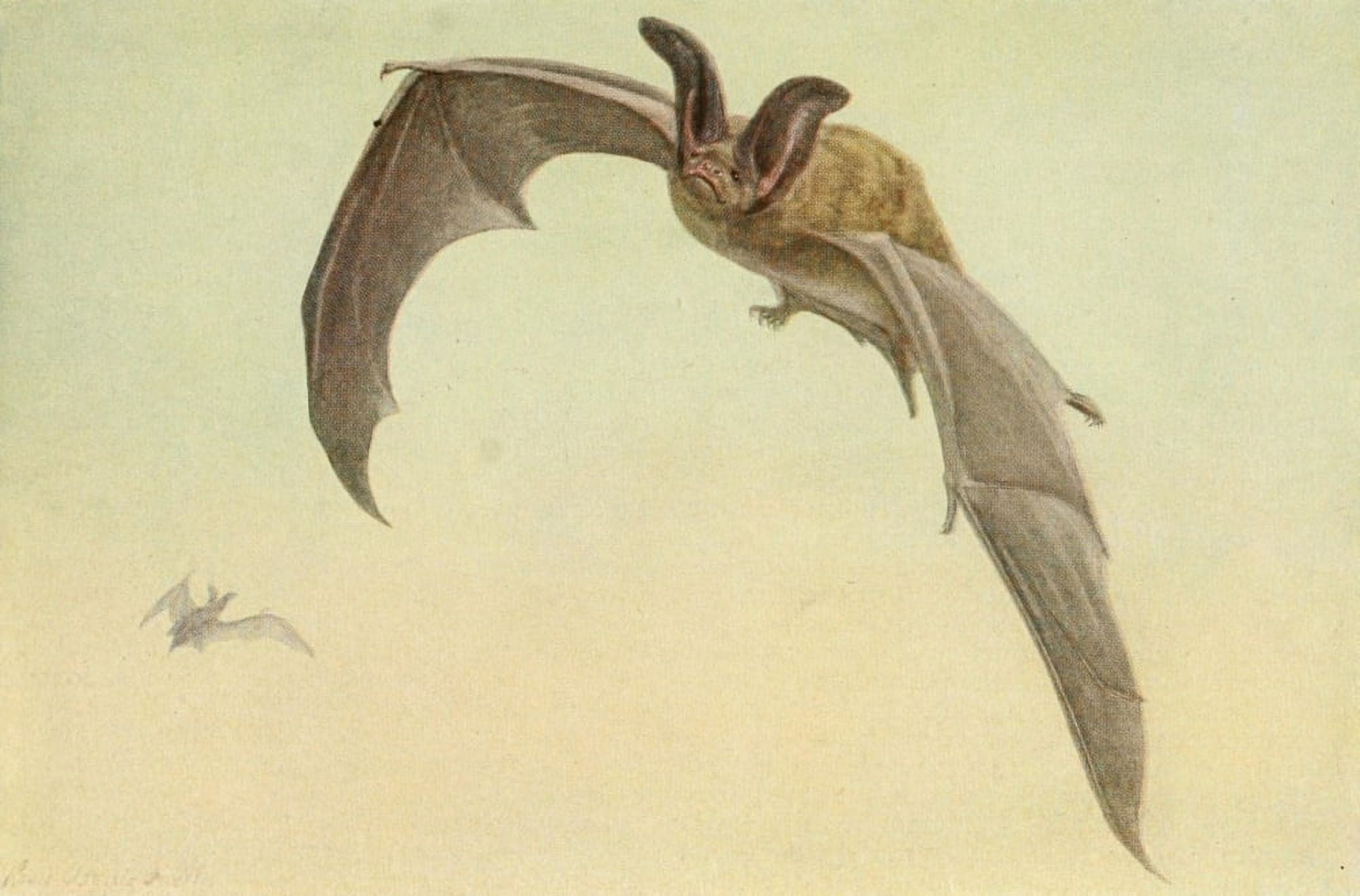 Wild Animals of N America 1918 Big-eared Desert Bat Canvas Art - LA Fuertes (18 x 24)